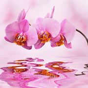 Фотообои Розовая орхидея фотография
