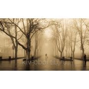 Фотообои “Дождь в парке“ фото
