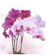 Фотообои Розовая орхидея фото