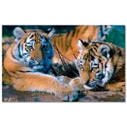 Фотообои Тигры фото