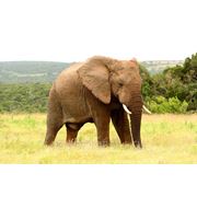 "Африканский слон"