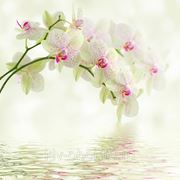 Фотообои Цветы орхидеи фото