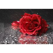 Фотообои Красная роза фото