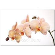 Фотообои Белая орхидея фото