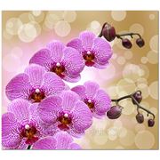 Фотообои Веточки орхидеи фото