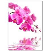 Фотообои Сиреневая орхидея фотография