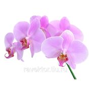 “Розовые орхидеи“ фото