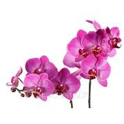 “Белые орхидеи“ фото