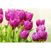 “Фиолетовые тюльпаны“ фото