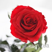 Долгосвежая роза Алый Рубин в подарочной упаковке