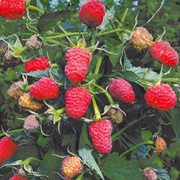 Саженцы малины сорт Таруса фото