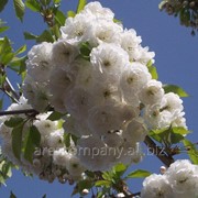 Слива Prunus Avium 30-50
