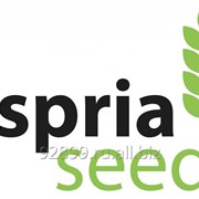 Семена подсолнечника Асприя Сидс (Aspria Seeds) Клеарфилд фото