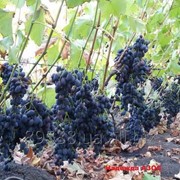 Саджанці винограду Надія АЗОС фото