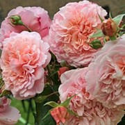 Роза плетистая Роз де Толбиак