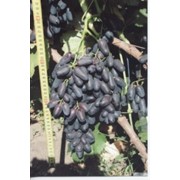 Саженцы винограда кишмиш Тип Блека фингера (Черный палец) фото