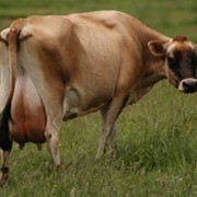 Молочные коровы фотография