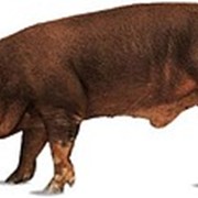 Поставка в Украину свиней из Дании, Генетика DanBred