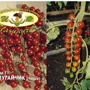 Семена томатов Попугайчик фото