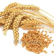 Пшеница продовольственная 1,2,3 класс