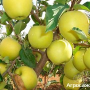 Саджанці яблуні Голден Делішес фотография