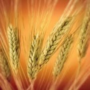 Пшеница в Казахстане фото