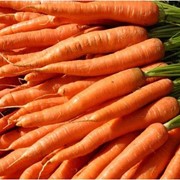 Морковь опт
