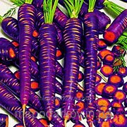 Семена “Морковь Фиолетовая“ (смесь сортов) s12 фото