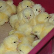 Цыплята суточные, цыплята бройлера, суточный цыпленок, купить цыплят бройлеров, оптовая и розничная торговля суточным цыпленком.