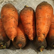 Семена моркови Болтекс F1 500 г.