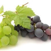 Саженцы винограда фото