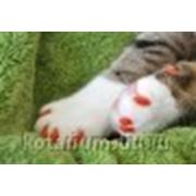 Колпачки на когти “Мягкие лапки“ для кошки фото