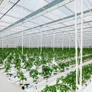 Теплицы фото