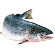 ДНК из молок лососевых рыб (2 гр) фото