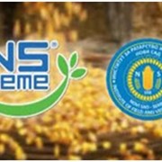 Семена кукурузы НС 2016 (NS SEME Сербия)