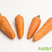 Морковь сорта Роял Шансон фото