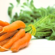 Морковь сорт Нантская 4