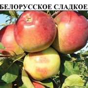 Саженцы яблонь сорт Белорусское сладкое фото