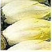 Семена цикорного салата Витлуф фото