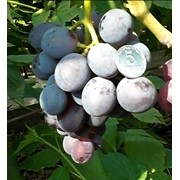 Саженцы винограда Крошка фото