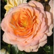 Шрабы Concerto 94 (MEIhaitoil)( Косерто) Meilland 1994. Роза универсального назначения, способна украсить любой сад, но особенно впечатляют группы из 5-7 растений со свободным контуром.
