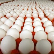 Яйцо куриное свежее оптом по ценам производителя. Сертификаты. Система скидок фото