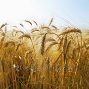 Яровая пшеница сорт Каравай Харьковский/ Яра пшениця сорт Коровай Харківський