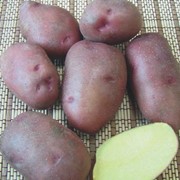 Картофель, купить картофель оптом, сорт Фантазия фото