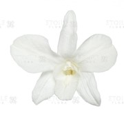 Орхидея Дендробидиум 5 гол. белый фото