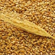 Пшеница, Рожь продовольственная фото