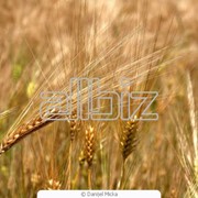 Зерно пшеницы фото