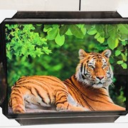 5D Картина 30 х 40 см “Тигр лежит“ фото