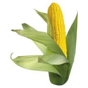 Семена кукурузы гибрид ЗУМ 0235 (ФАО 250)