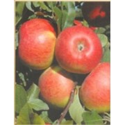 Саженцы яблони Топаз фото